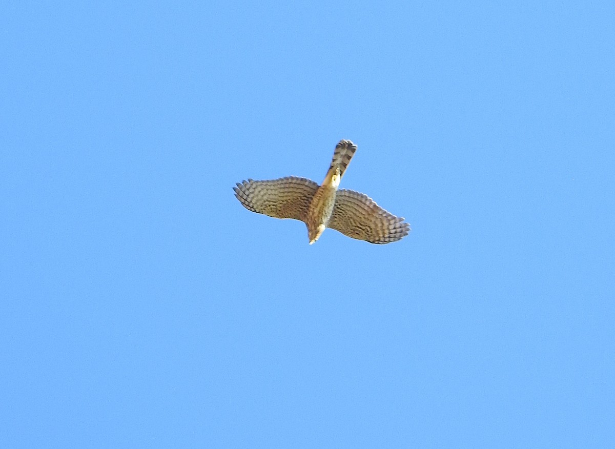 Cooper's Hawk - ML642498345