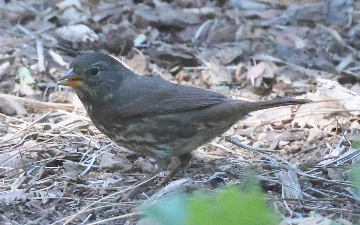 Fox Sparrow (Sooty) - ML642498348
