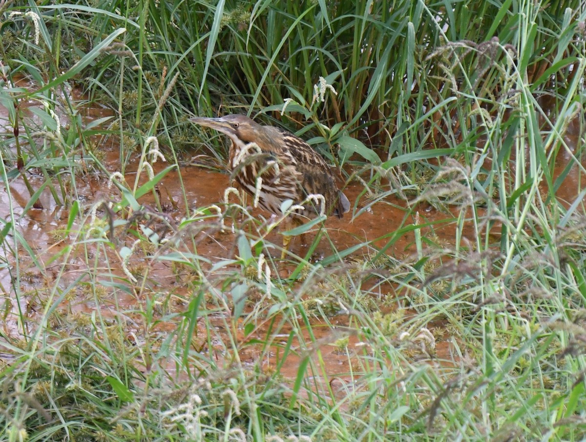 American Bittern - ML642498353