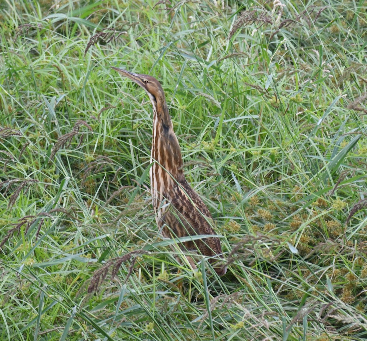 American Bittern - ML642498354