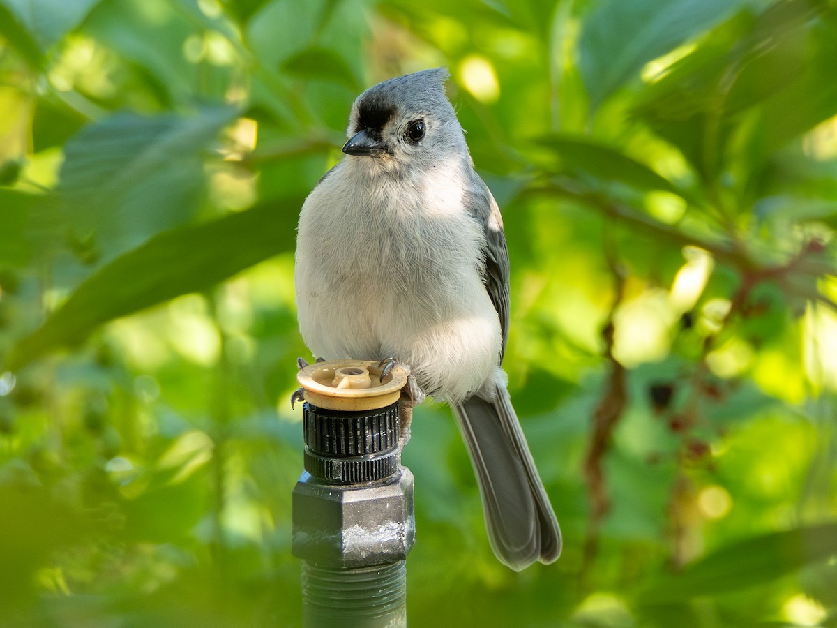 Mésange bicolore - ML642498375