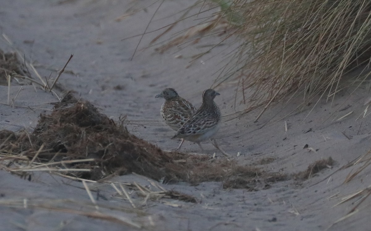 Small Buttonquail - ML642498389