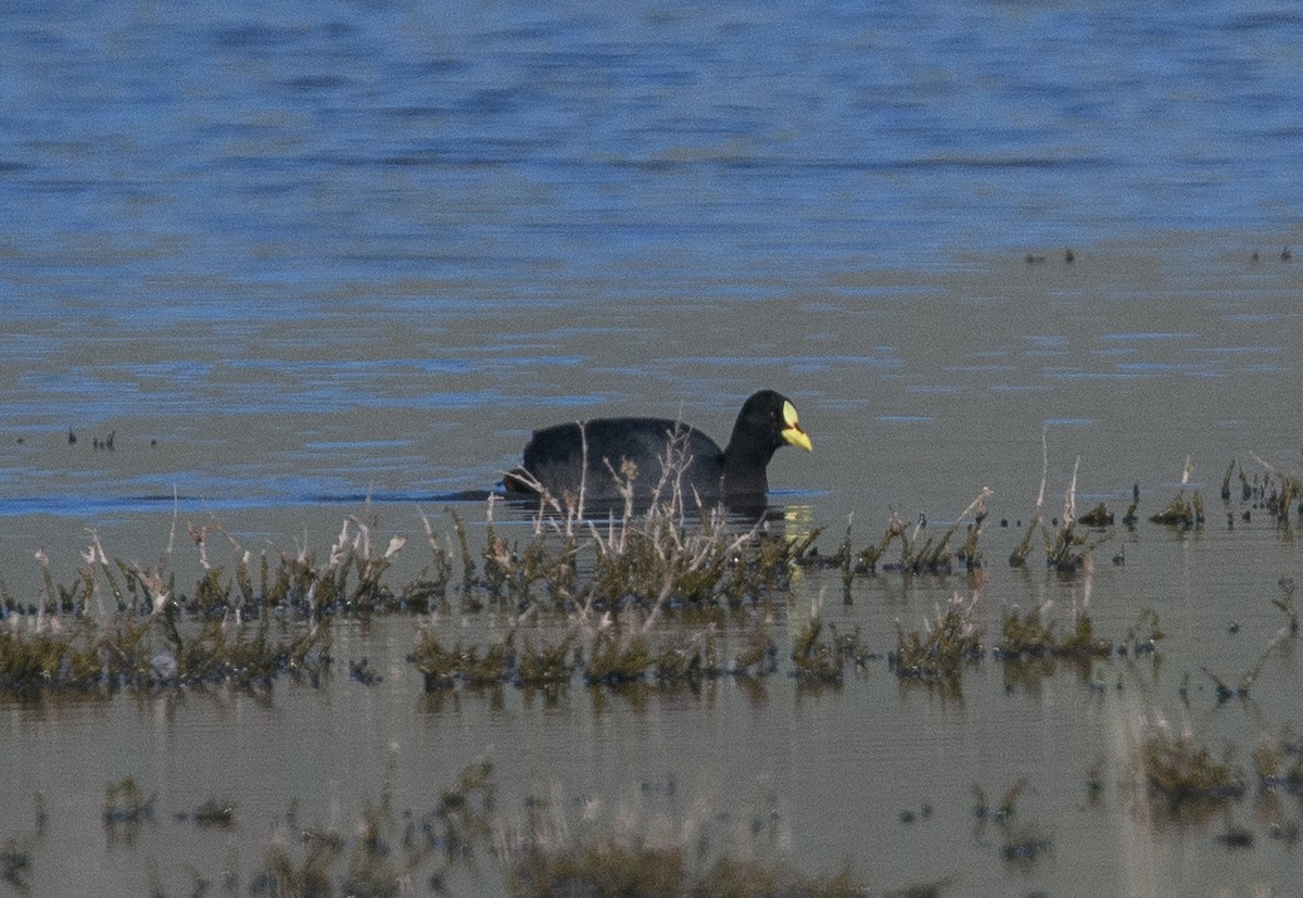 Red-gartered Coot - ML642498397
