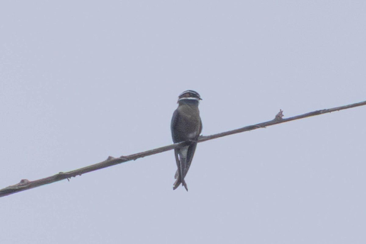 Whiskered Treeswift - ML642498414