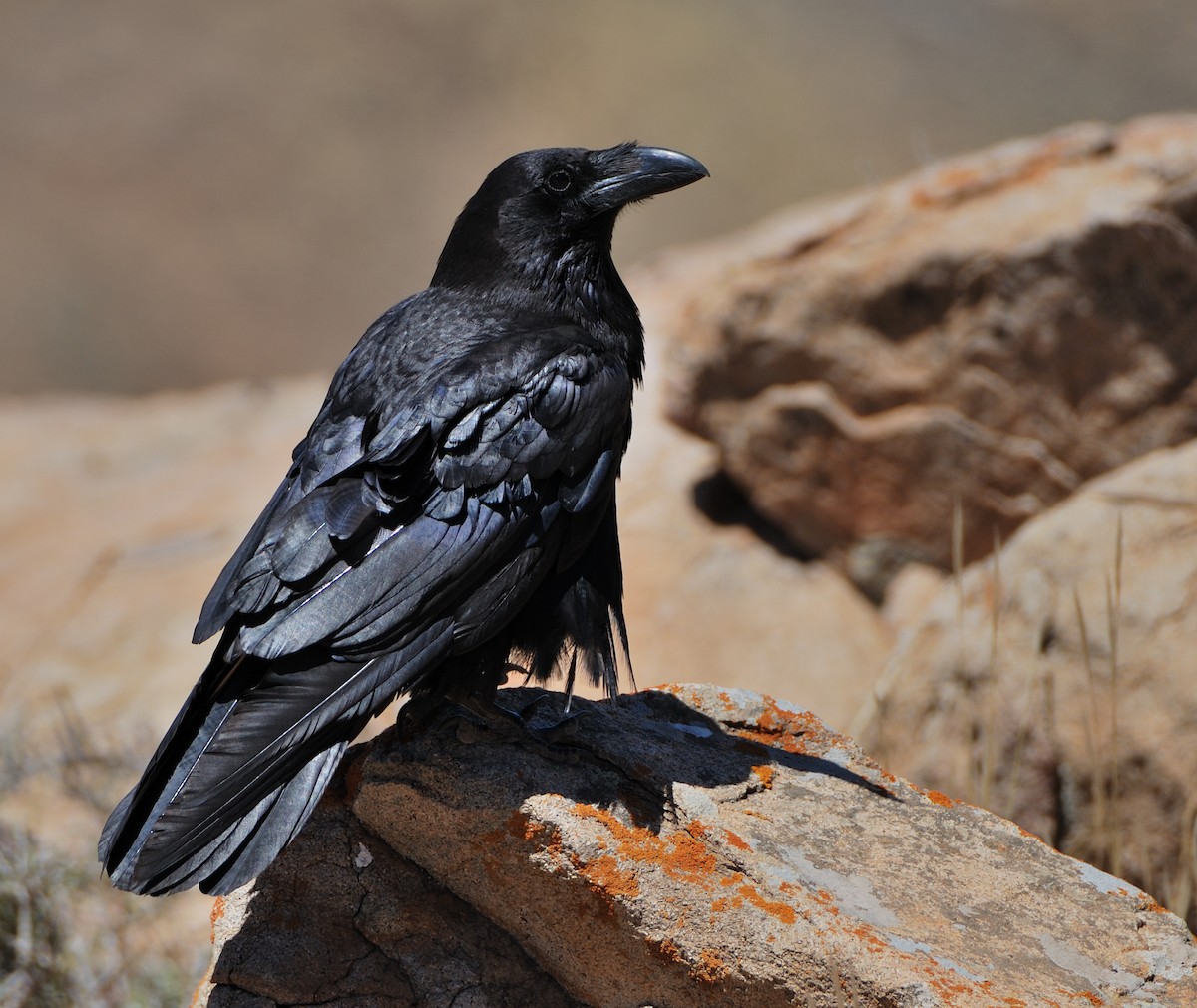Common Raven - ML642498415