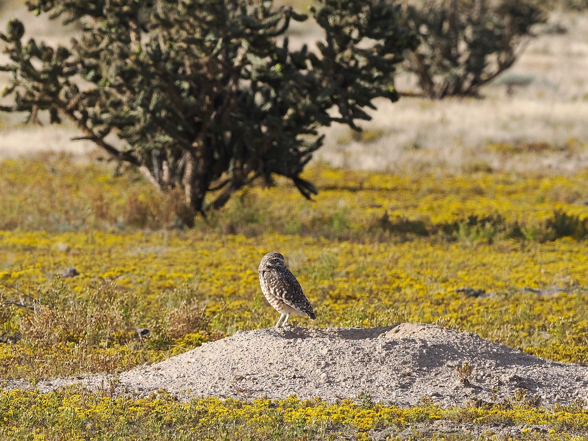 Кроличий сыч - ML642498427