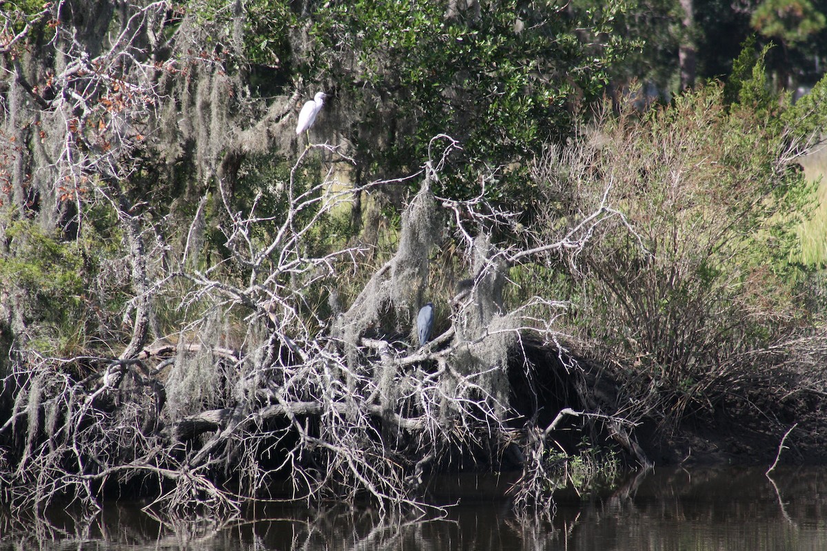 Little Blue Heron - ML642498446