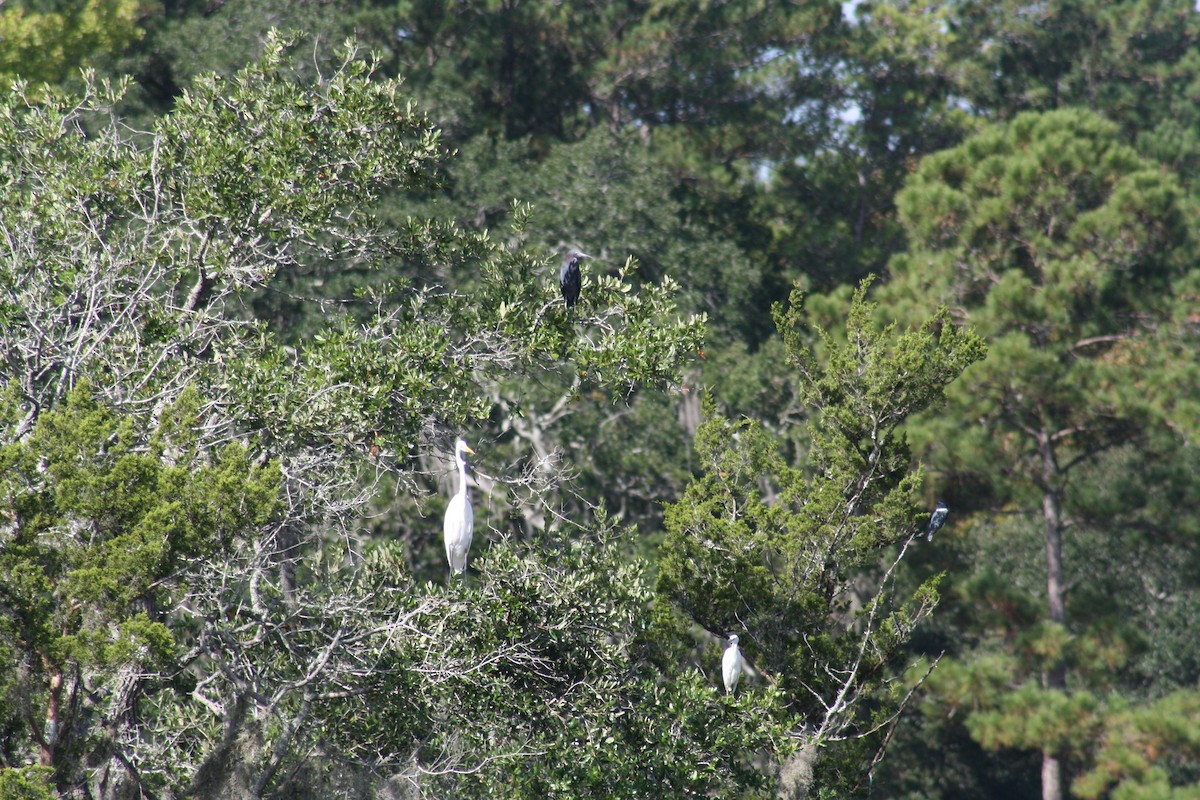 Little Blue Heron - ML642498453