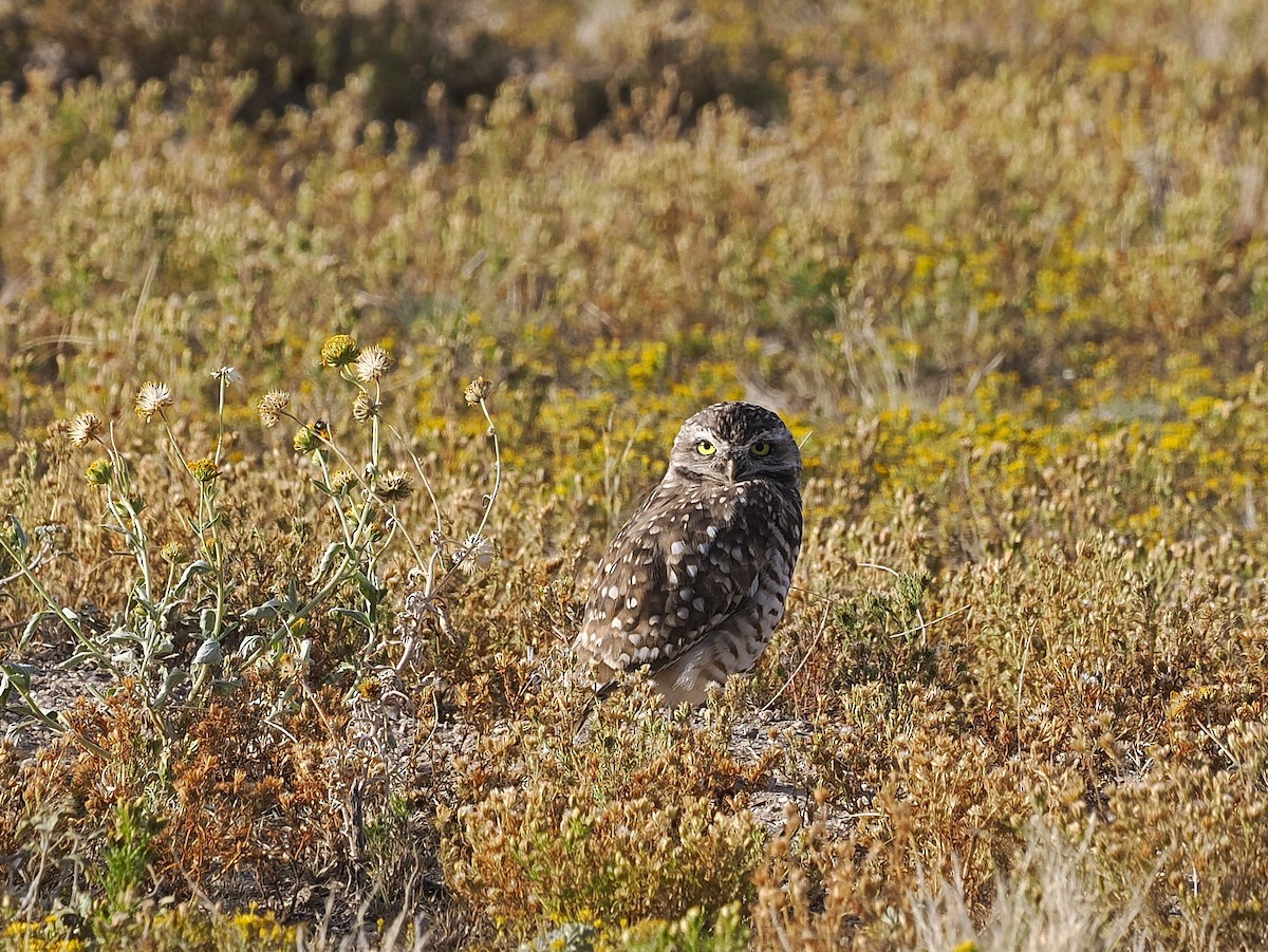 Кроличий сыч - ML642498454