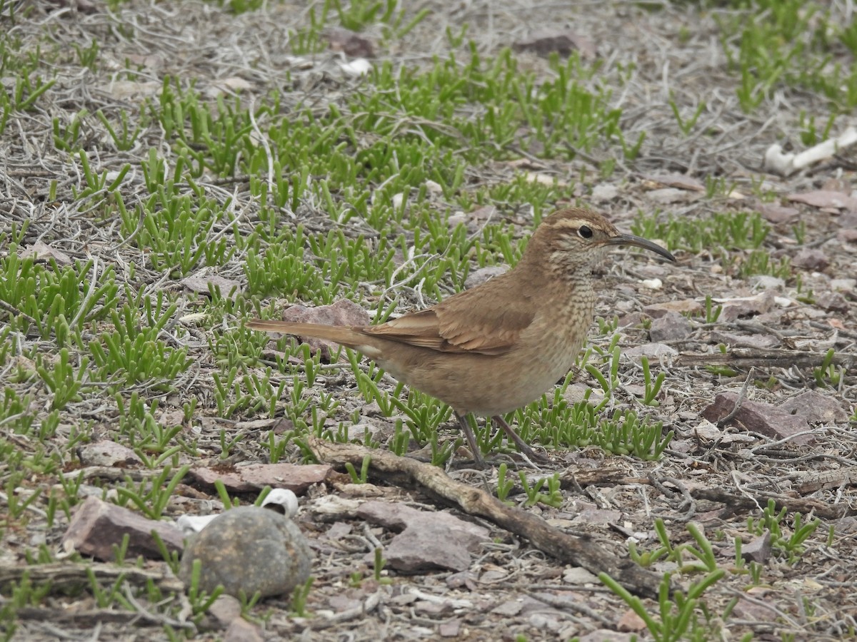 Scale-throated Earthcreeper - ML642498457