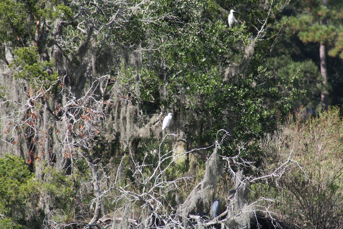Little Blue Heron - ML642498459