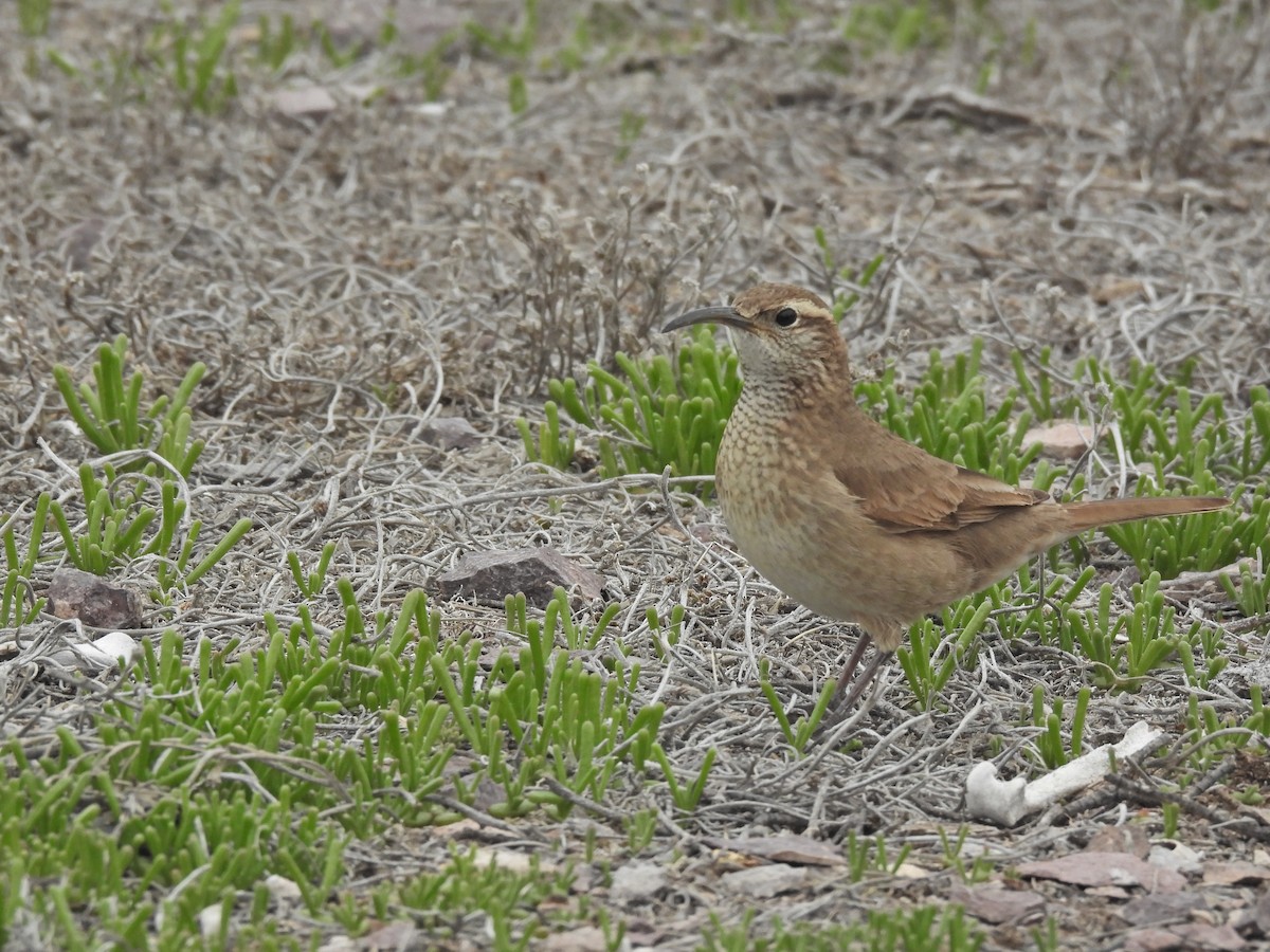 Scale-throated Earthcreeper - ML642498460