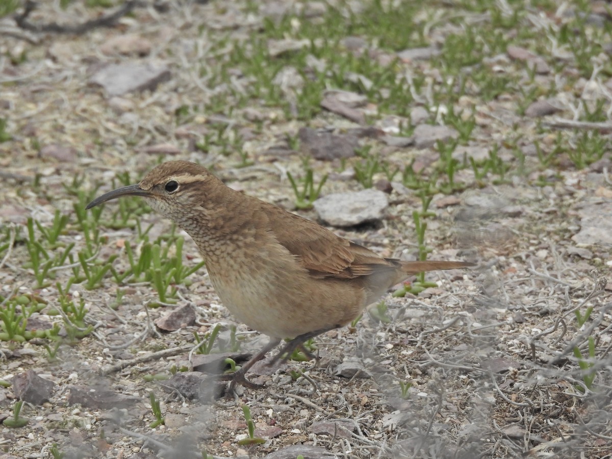 Scale-throated Earthcreeper - ML642498468