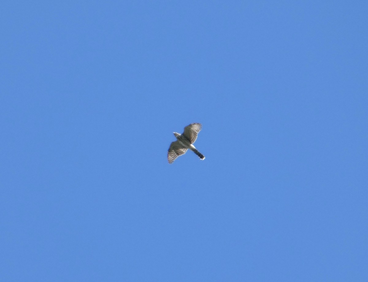Sharp-shinned/Cooper's Hawk - ML642498469