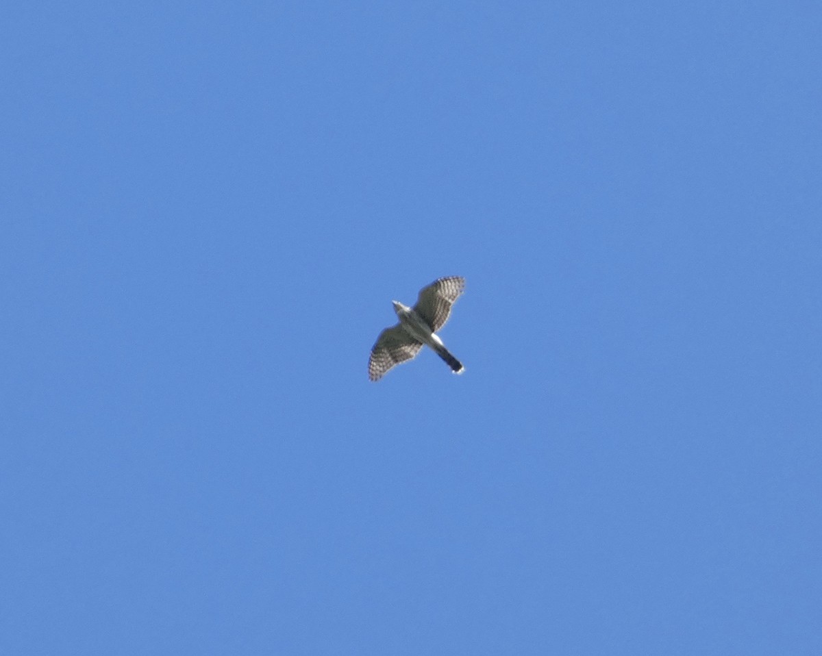 Sharp-shinned/Cooper's Hawk - ML642498470