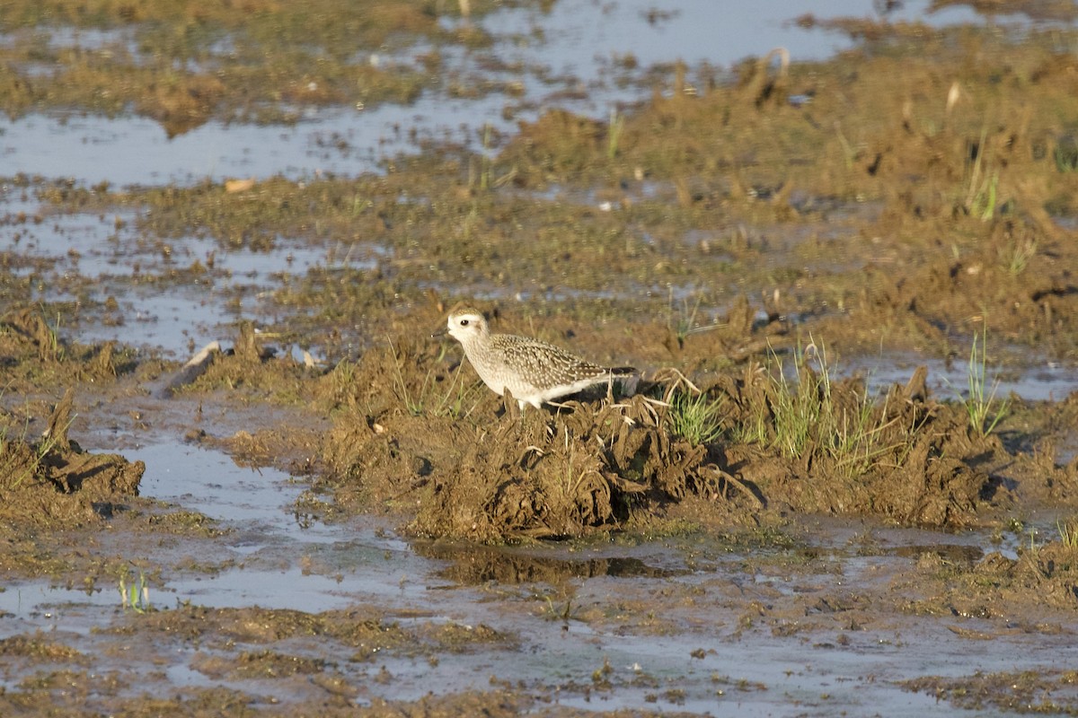 American Golden-Plover - ML642498486