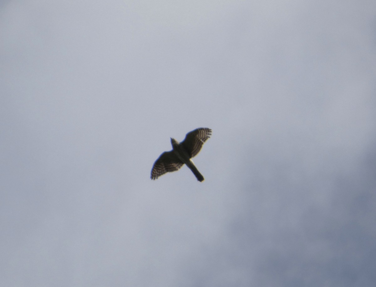 Sharp-shinned/Cooper's Hawk - ML642498487