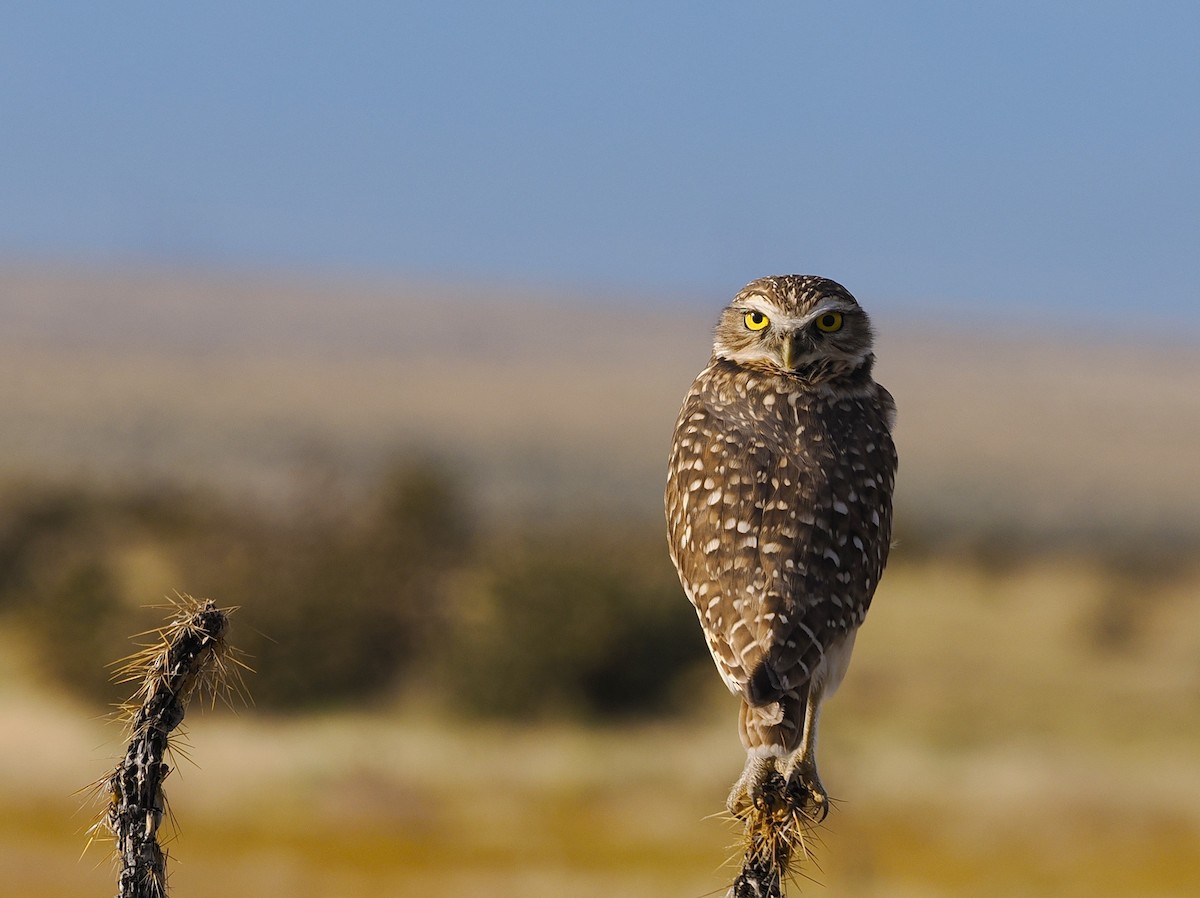 Кроличий сыч - ML642498504