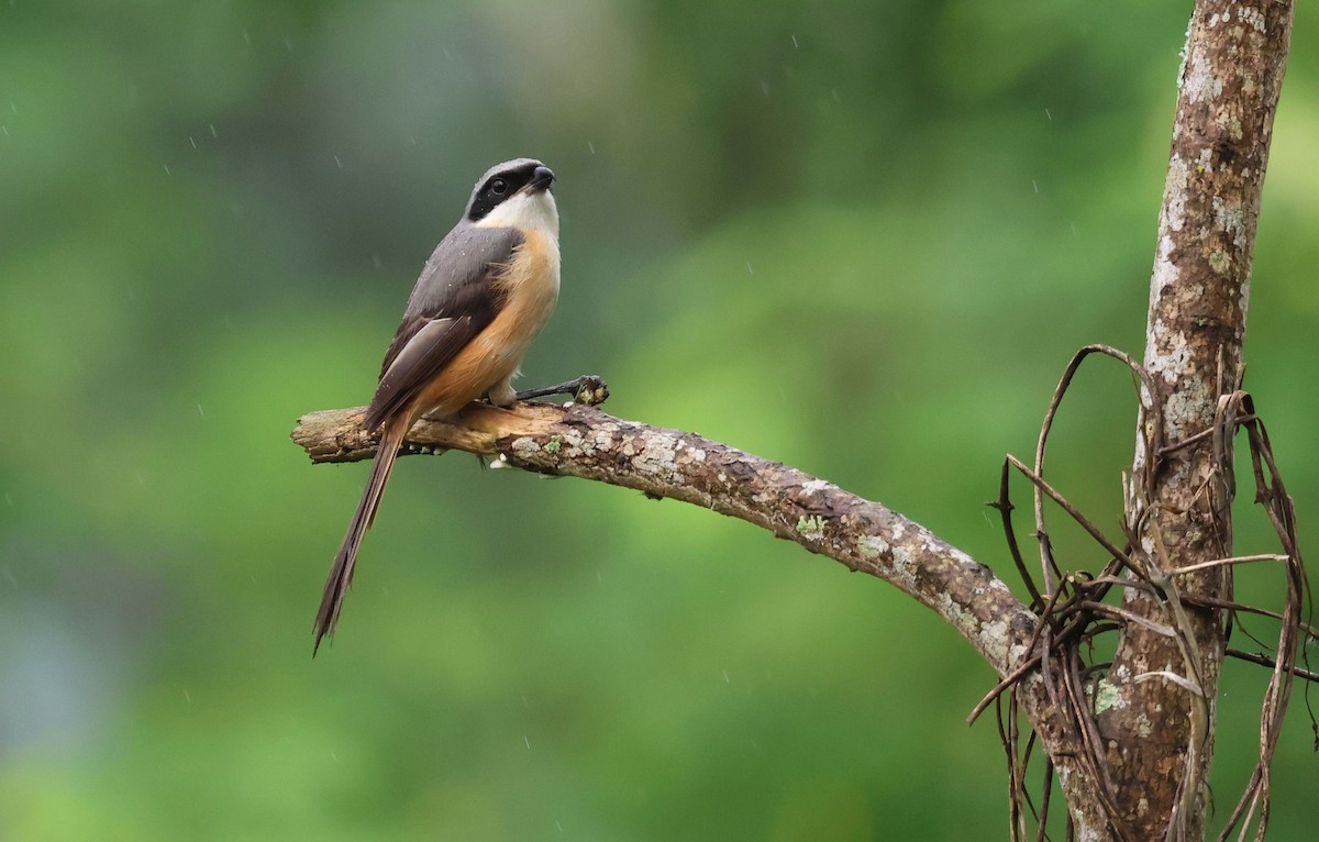 Gray-backed Shrike - ML642498540