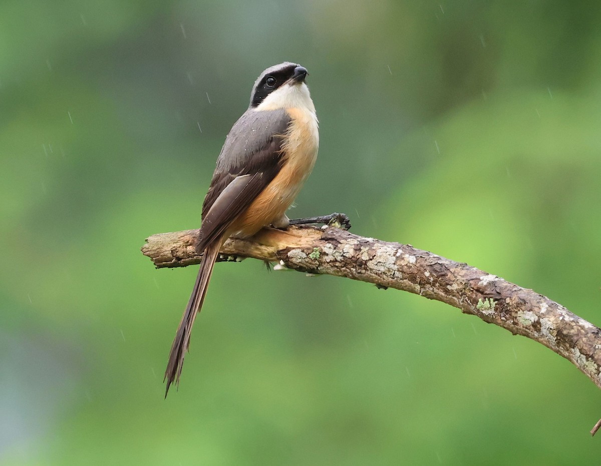 Gray-backed Shrike - ML642498541