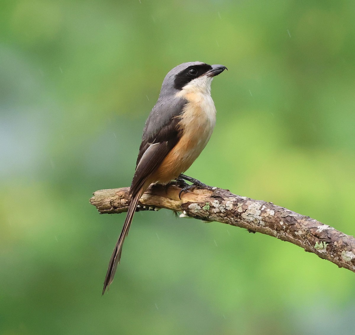 Gray-backed Shrike - ML642498542