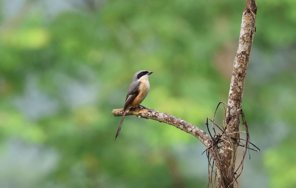 Gray-backed Shrike - ML642498543