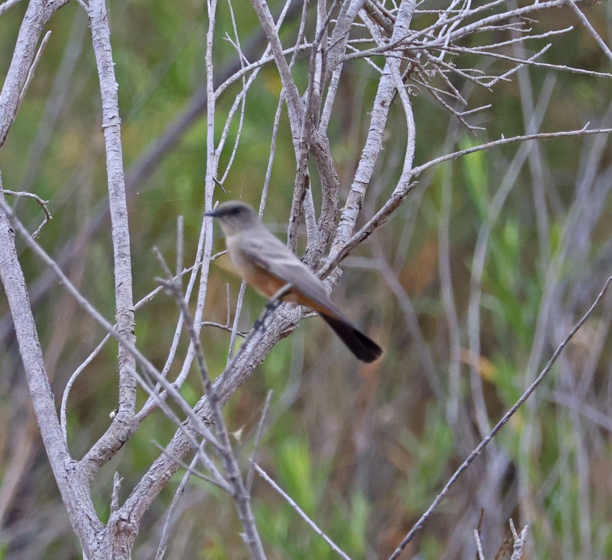 Say's Phoebe - ML642498545