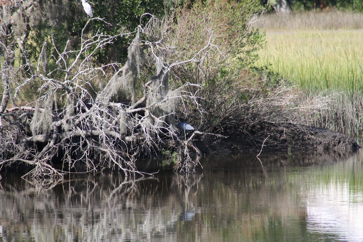 Little Blue Heron - ML642498546