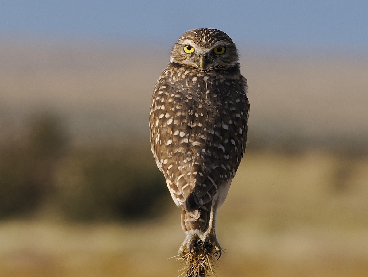 Кроличий сыч - ML642498558