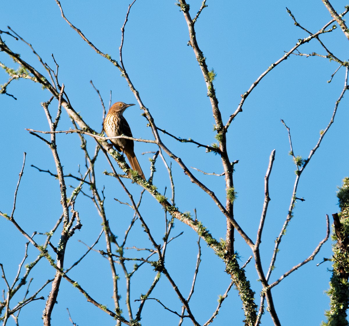 Brown Thrasher - ML642498576