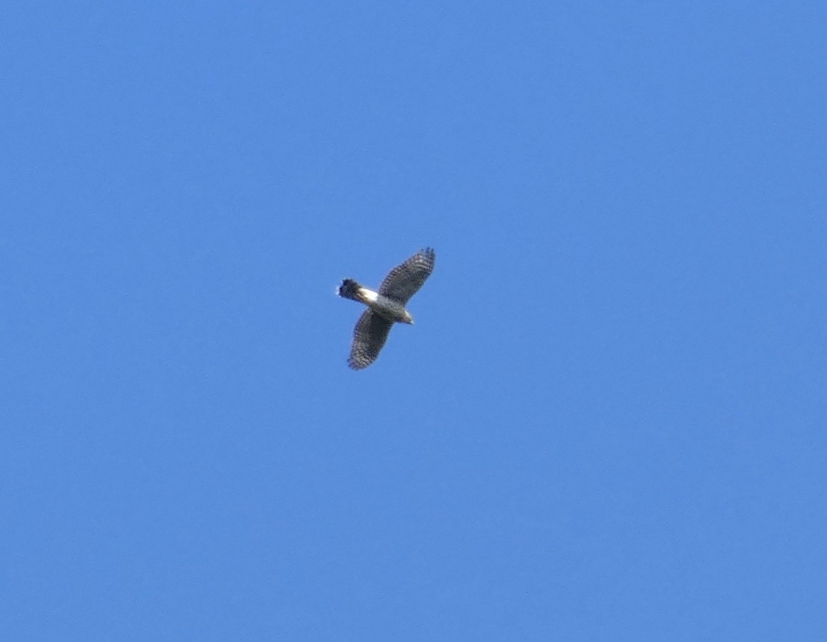 Cooper's Hawk - ML642498582
