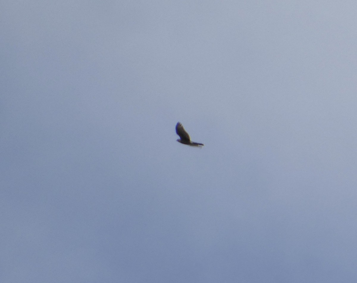 Cooper's Hawk - ML642498585