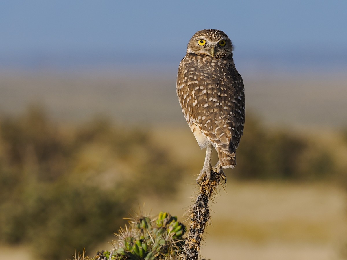 Кроличий сыч - ML642498595