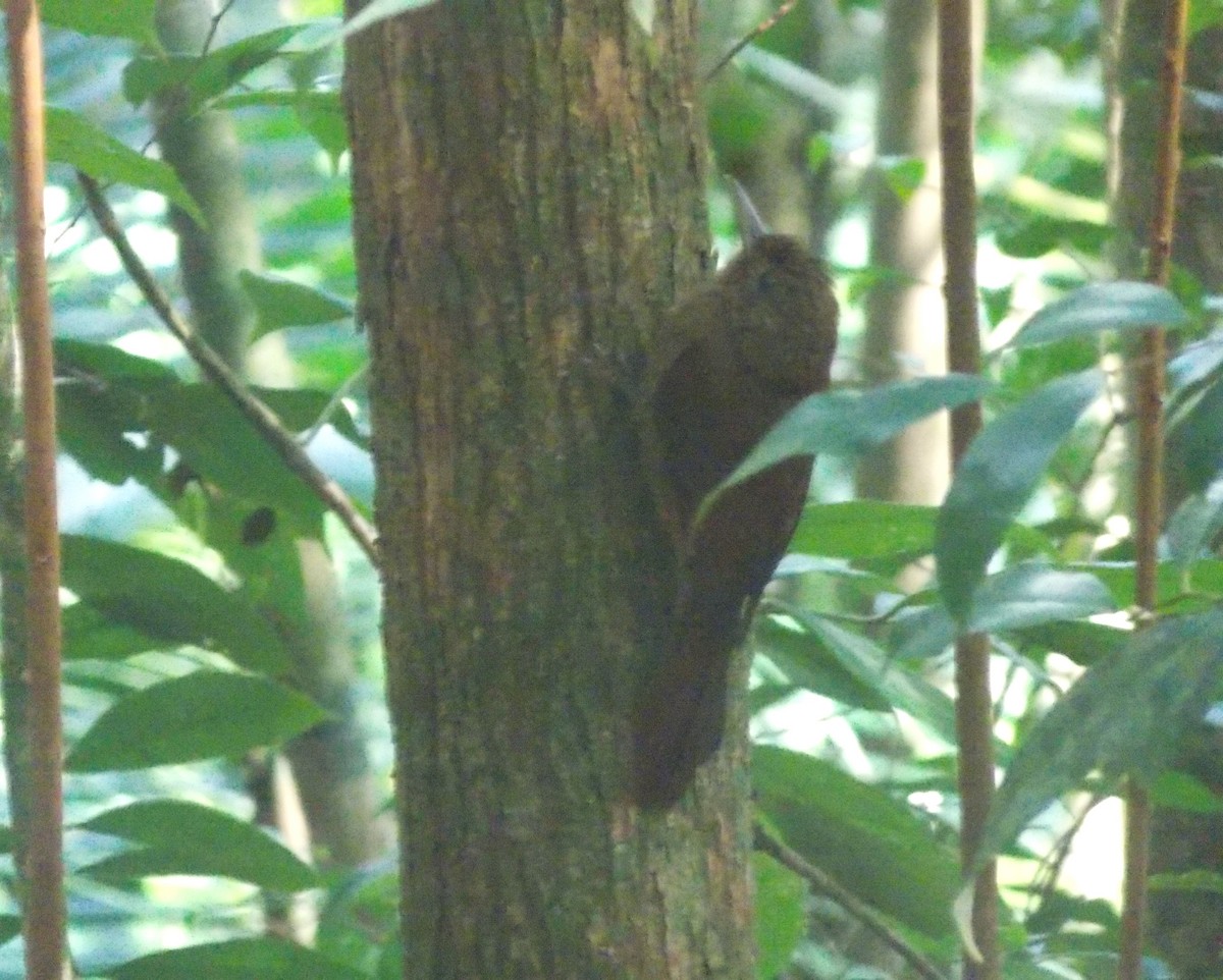 Plain-winged Woodcreeper (Plain-winged) - ML642498606