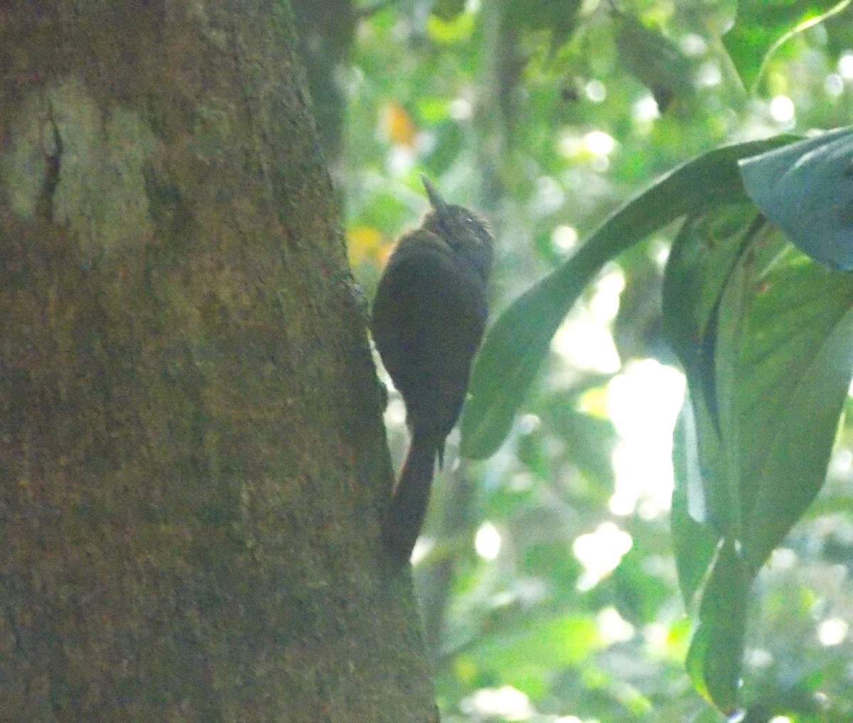 Plain-winged Woodcreeper (Plain-winged) - ML642498607