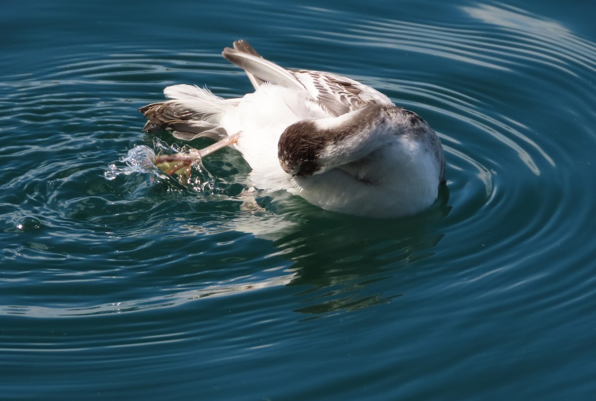 Red Phalarope - ML642498610