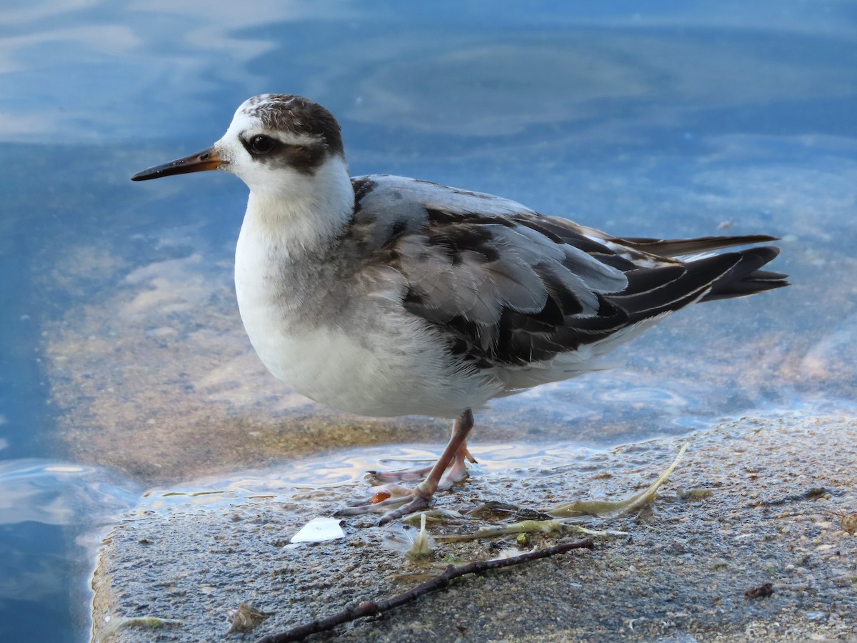 Red Phalarope - ML642498615