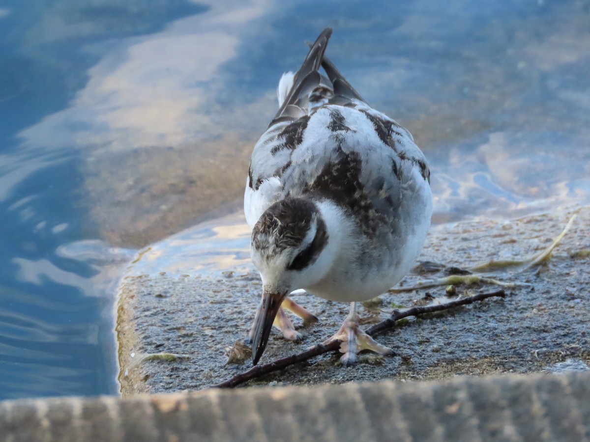 Red Phalarope - ML642498616