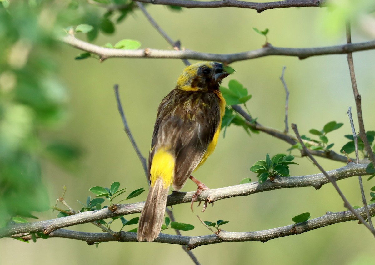 Asian Golden Weaver - ML642498628
