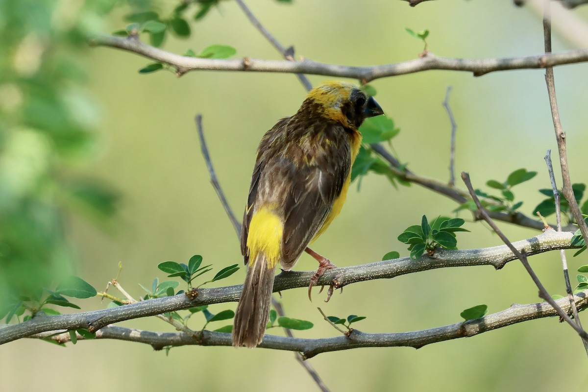 Asian Golden Weaver - ML642498629