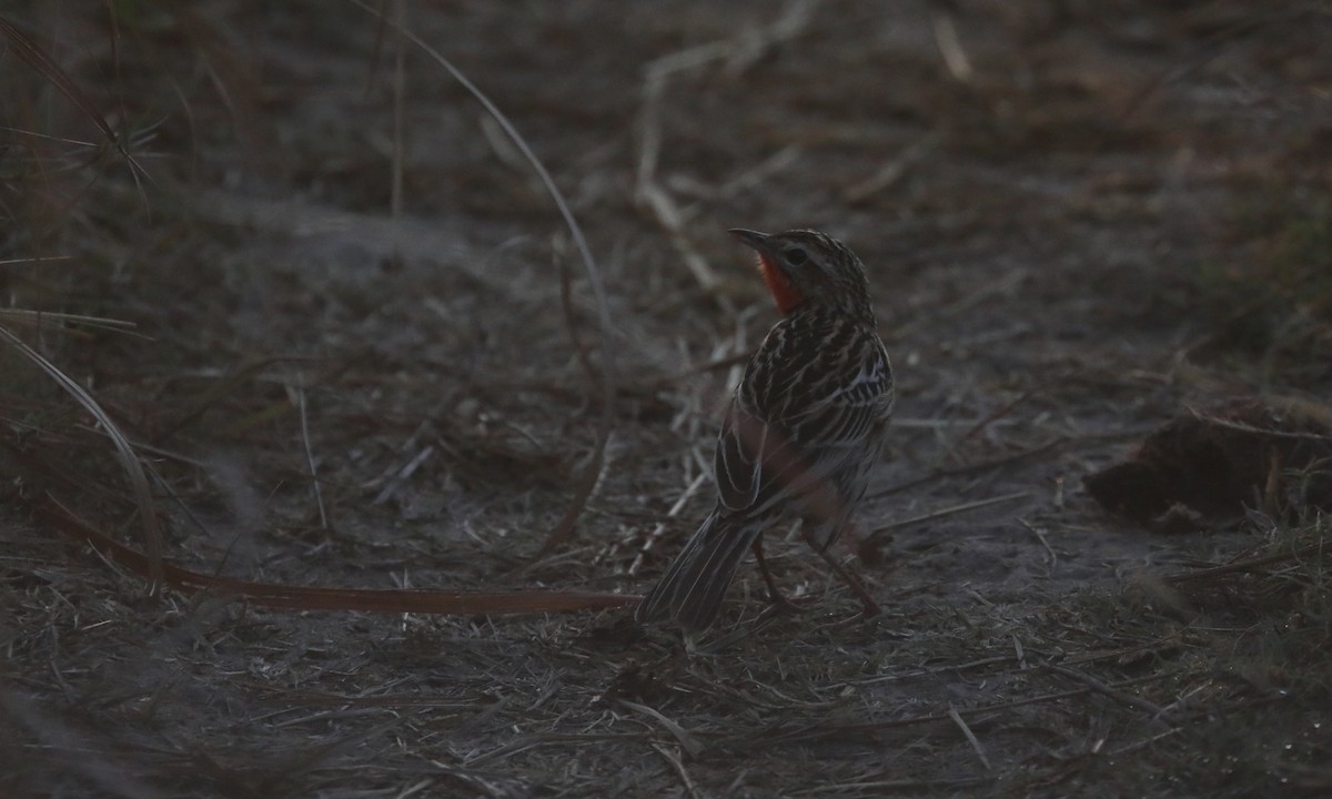 Rosy-throated Longclaw - ML642498631