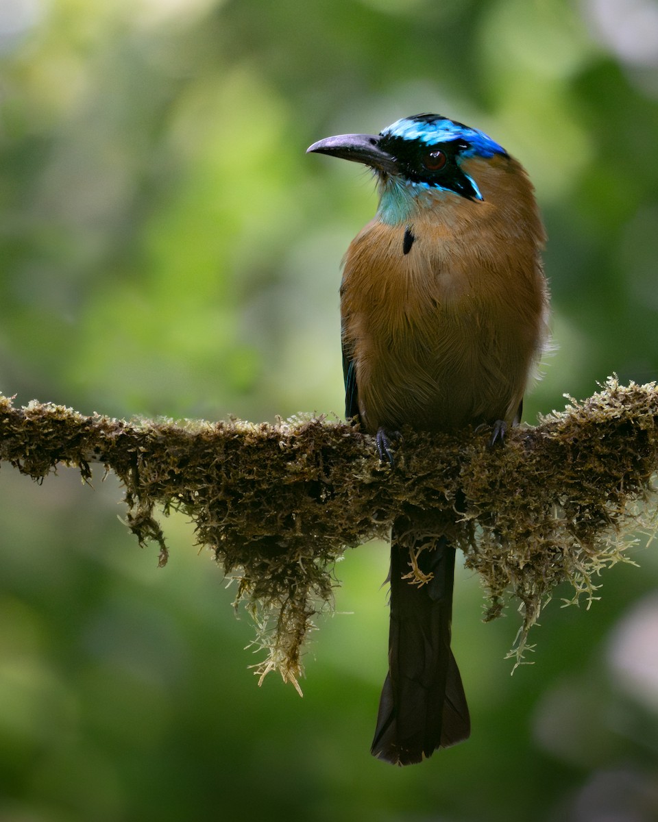 Motmot de Lesson - ML642498695