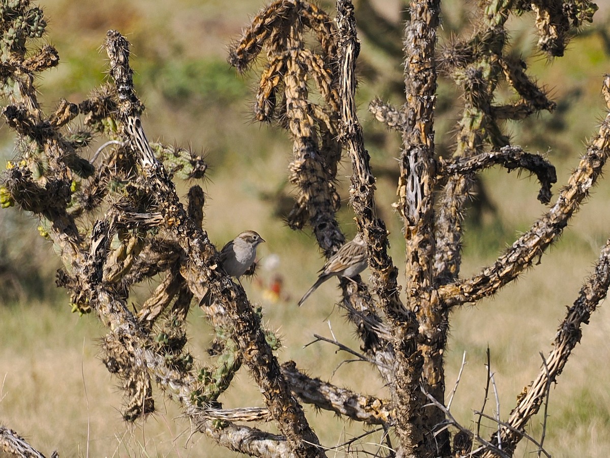 Пустынная малая овсянка - ML642498714
