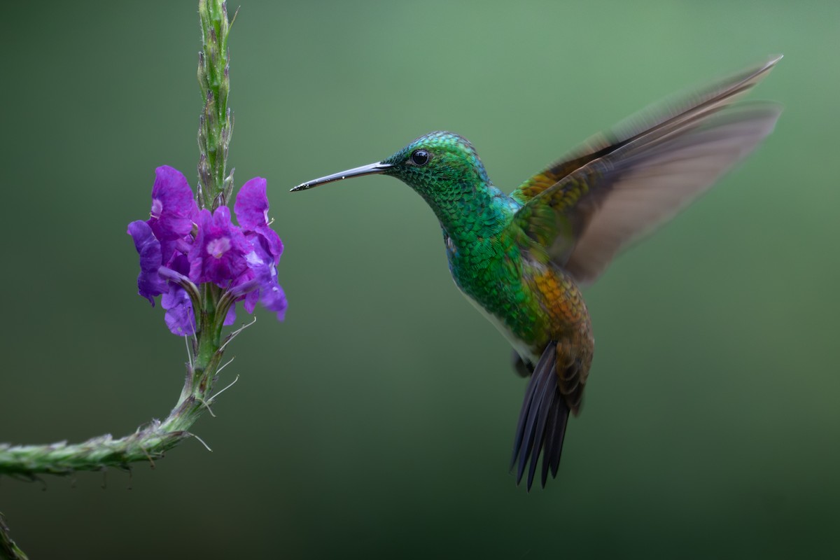 Snowy-bellied Hummingbird - ML642498721