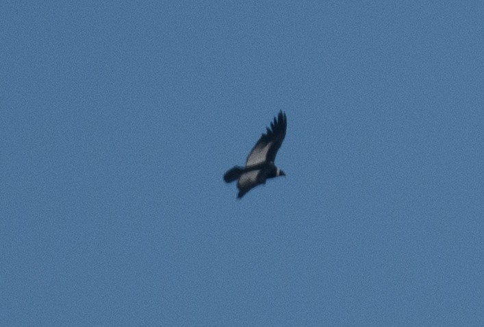 Andean Condor - ML642498724