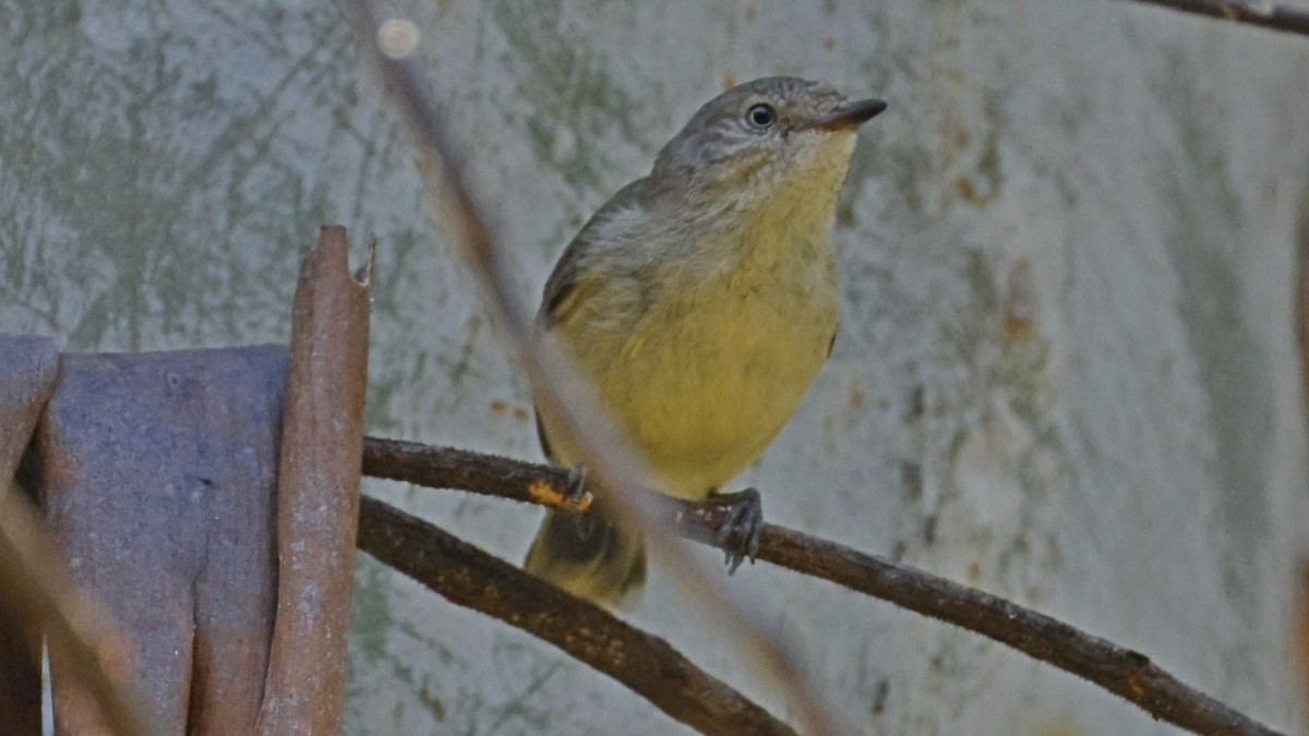 Buff-rumped Thornbill - ML642498734