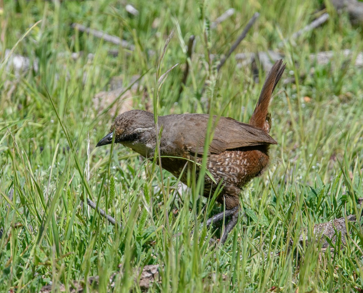 Moustached Turca - ML642498742