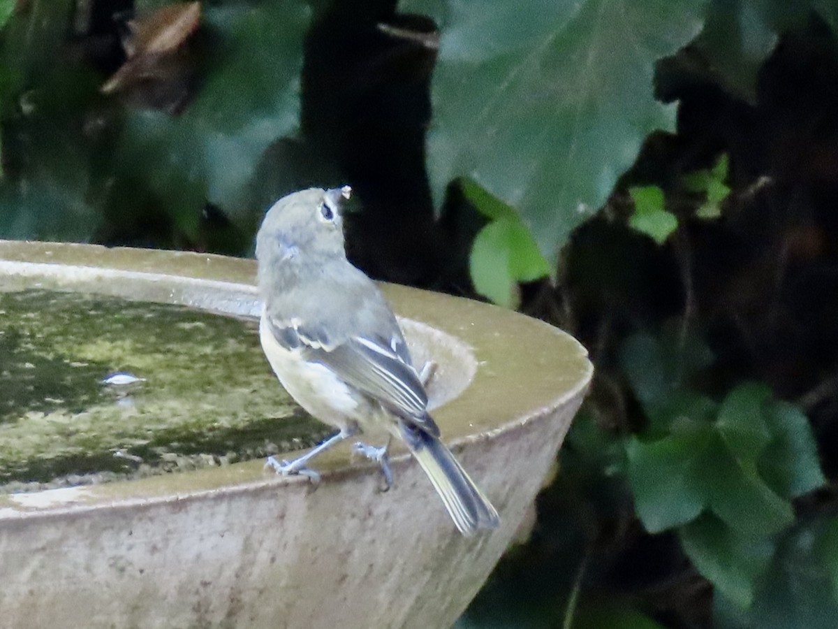 Hutton's Vireo - ML642498747