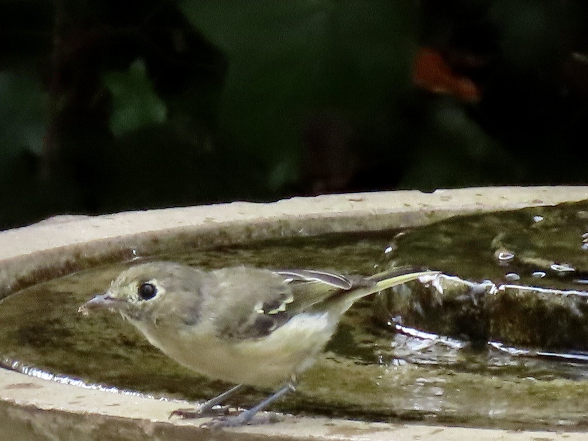 Hutton's Vireo - ML642498748