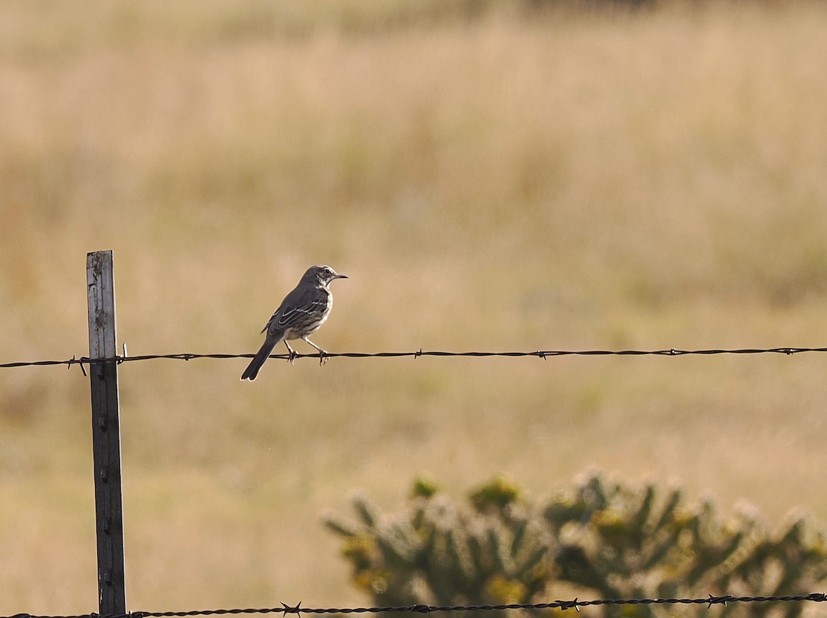Полынный пересмешник - ML642498755